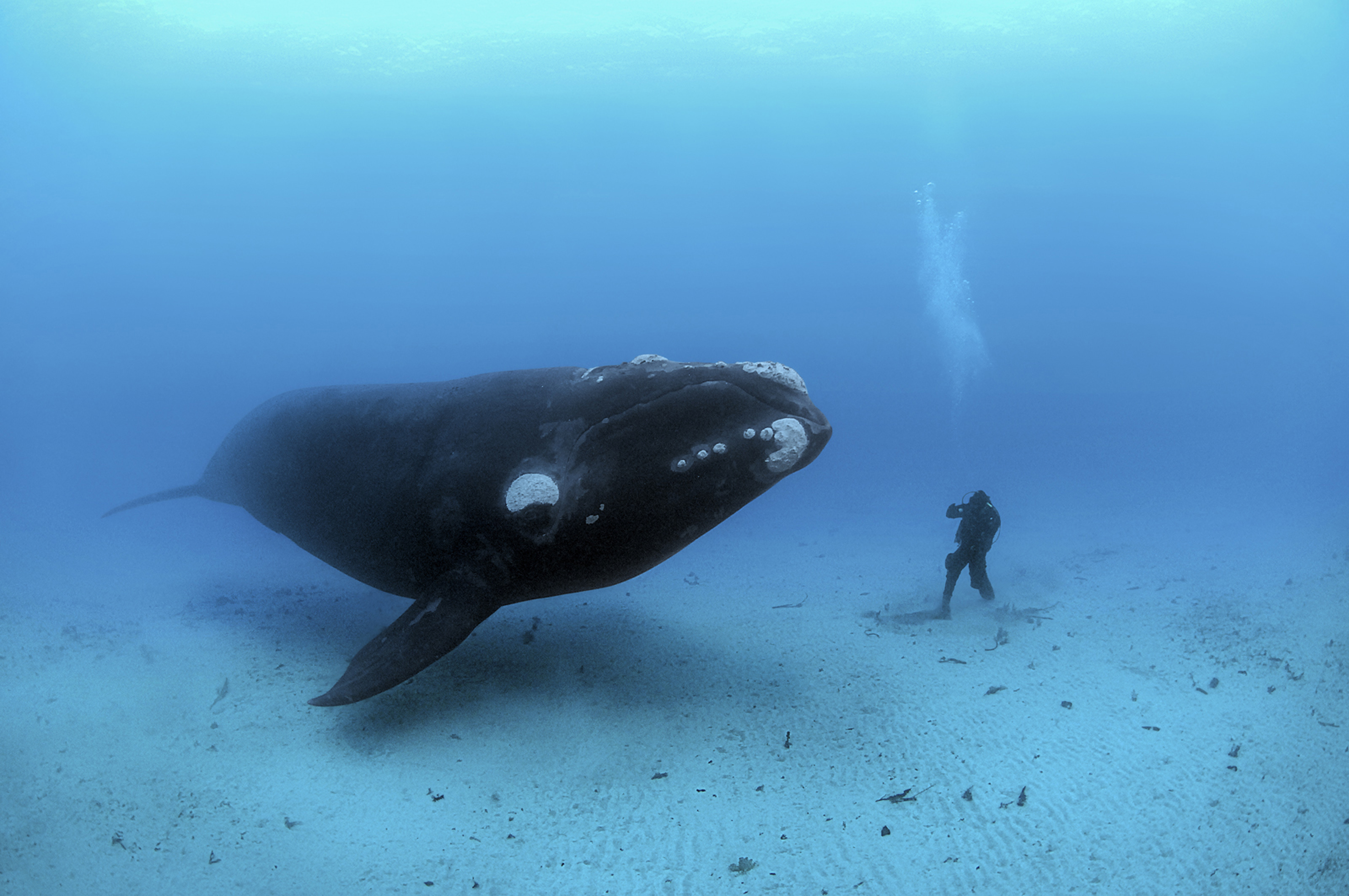 Большая масса океана. Гренландский кит долгожитель. Гренландский кит (блювал). Гренландский кит и человек. Южный гладкий кит Eubalaena Australis.